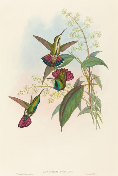 Lampornis prost af John Gould and H.C. Richter