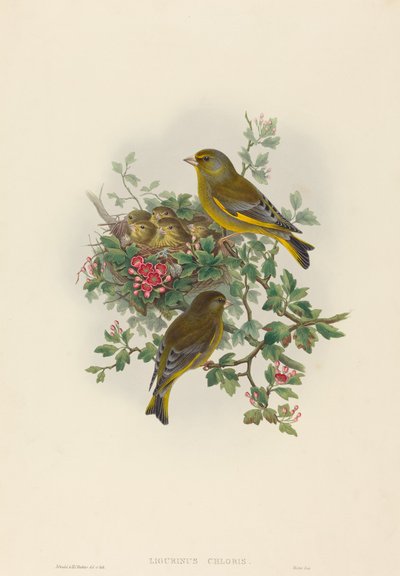 Ligurinus chloris (grønfinke) af John Gould and H.C. Richter