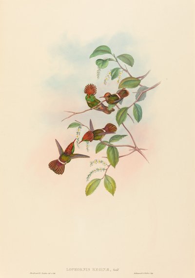 Spangled Coquette af John Gould and H.C. Richter