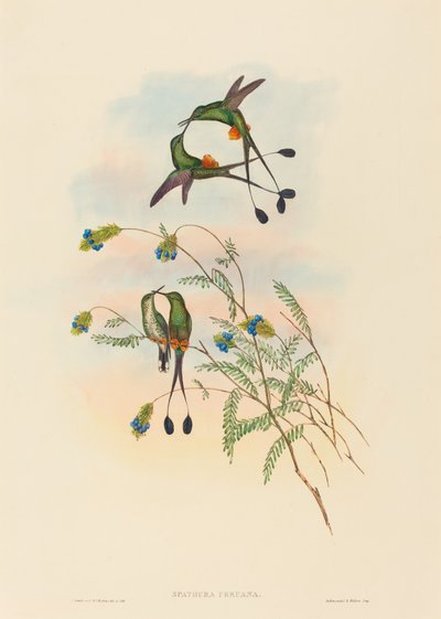 Spathura peruana (peruviansk ketcherhale) af John Gould and H.C. Richter