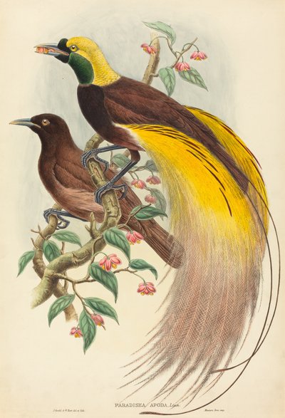 Paradisfugl (Paradisea apoda) af John Gould and W. Hart