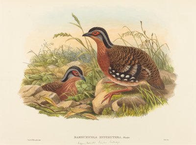Rødbrynet bambusagerhøne (Bambusicola Hyperythra) af John Gould and W. Hart