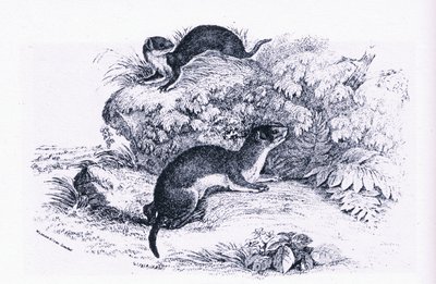 Studies of Badgers, Nature in Britain udgivet af Collins af John Guille Millais