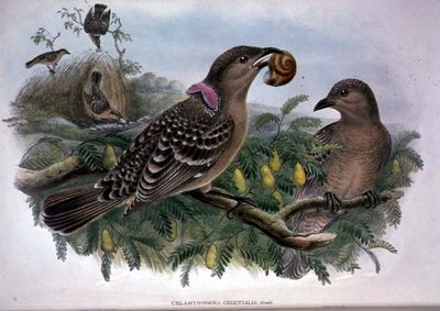 Chlamydera Orientalis (farve litho) af John and Hart William Gould