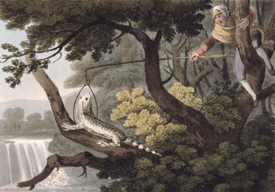 Mexicansk Lizard Catcher, graveret af Matthew Dubourg (fl.1785-1820), udgivet af Edward Orme, 1813 af John Heaviside Clark