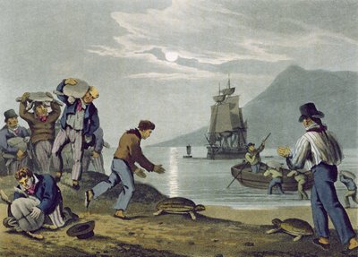 Skildpaddefangst på land, graveret af Matthew Dubourg (fl.1785-1820), udgivet af Edward Orme, 1813 af John Heaviside Clark