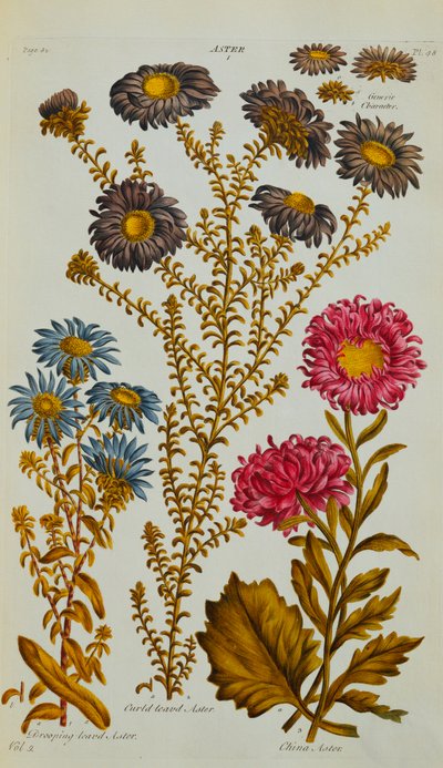 Aster, 1759-73 af John Hill