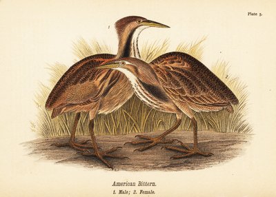 Amerikansk bitternød, Botaurus lentiginosus, han 1, hun 2 af John James (after) Audubon