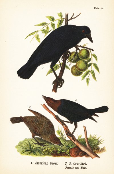 Amerikansk krage, Corvus brachyrhynchos 1, og brunhovedet kofugl, Molothrus ater, hun 2 og han 3 af John James (after) Audubon
