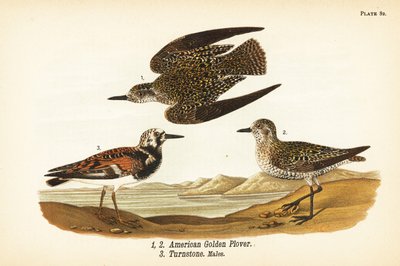 Amerikansk guldhøne, Pluvialis dominica 1,2, og rødmosset vendesten, Arenaria interpres vendesten 3 af John James (after) Audubon