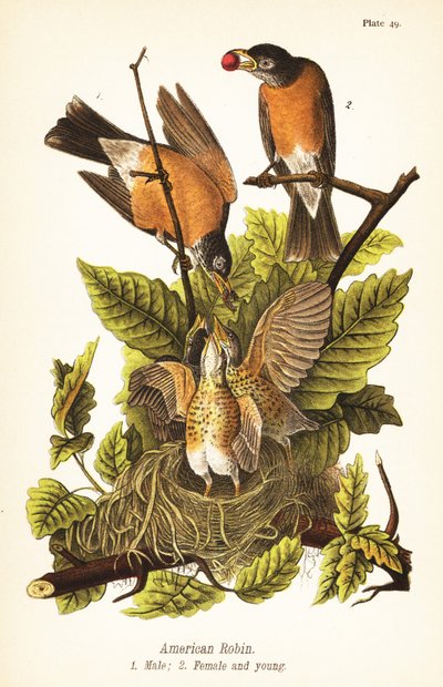 Amerikansk robin, Turdus migratorius, han 1, hun 2 og unger i rede af John James (after) Audubon