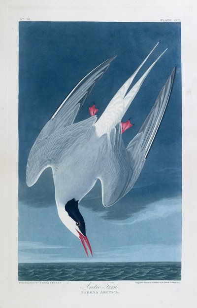 Fjordterne, fugle i Amerika af John James (after) Audubon