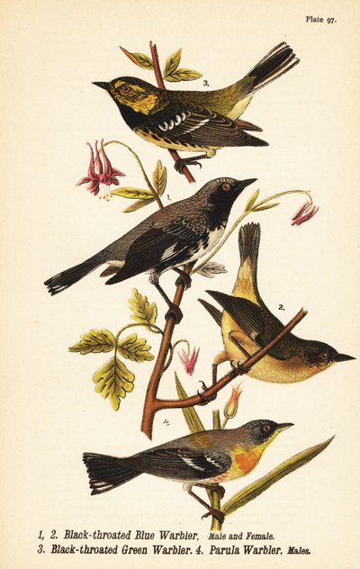Sortstrubet blåsanger, Setophaga caerulescens 1,2, sortstrubet grønsanger, Setophaga virens 3 og nordlig parula, Setophaga americana 4 af John James (after) Audubon