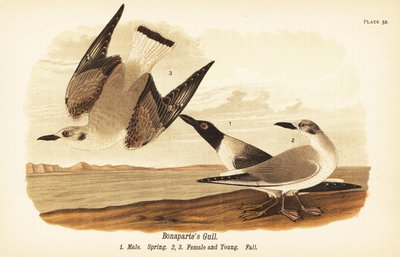 Bonapartes måge, Chroicocephalus philadelphia, han spring 1, hun 2 og unge 3 i efterårsfjerdragt af John James (after) Audubon