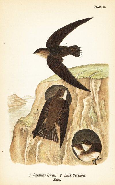 Skorstensvamp, Chaetura pelagica 1, banksvale, Riparia riparia 2, hanner af John James (after) Audubon