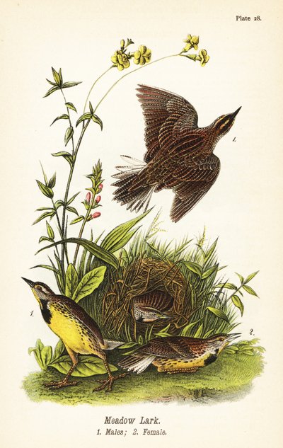 Østlig englærke, Sturnella magna af John James (after) Audubon