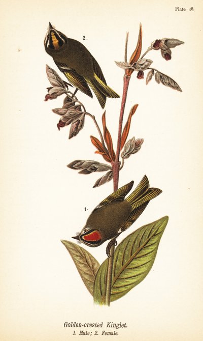 Guldkronet konge, Regulus satrapa af John James (after) Audubon