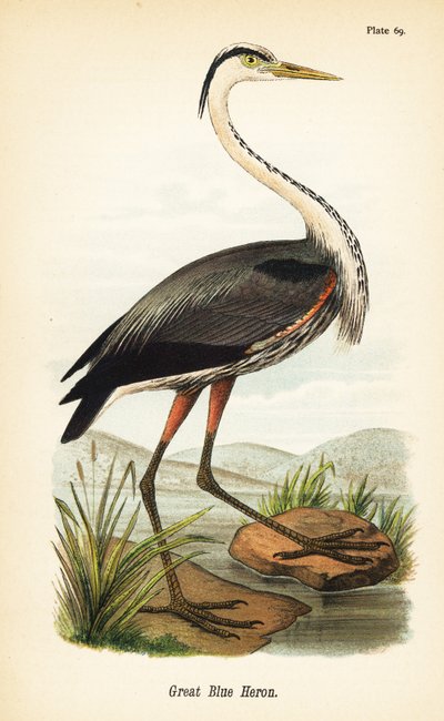Stor blå hejre, Ardea herodias af John James (after) Audubon