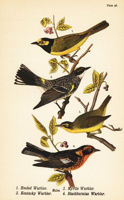 Hættesanger, Setophaga citrina 1, gulrumpetsanger, Setophaga coronata 2, Kentucky-sanger, Geothlypis formosa 3 og Blackburnian-sanger, Setophaga fusca 4 af John James (after) Audubon
