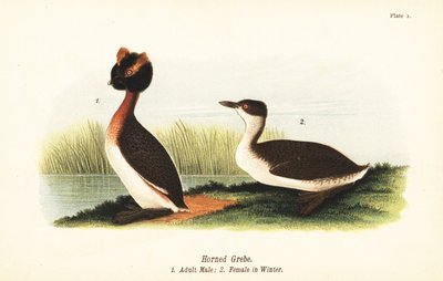 Hjørnedykker, Podiceps auritus, voksen han 1 og hun i vinterfjerdragt af John James (after) Audubon