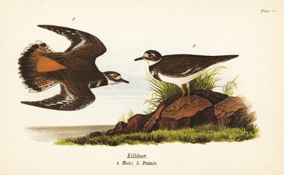 Killdeer, Charadrius vociferus, han 1, hun 2 af John James (after) Audubon