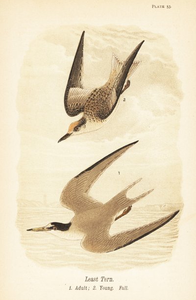 Terne, Sternula antillarum, voksen 1, ung, efterårsfjerdragt 2 af John James (after) Audubon