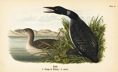Loon, Gavia immer, ung om vinteren 1, voksen 2 af John James (after) Audubon