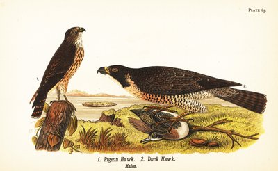 Merlin, Falco columbarius 1 og vandrefalk med and, Falco peregrinus 2 af John James (after) Audubon
