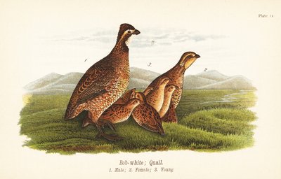 Nordlig bobwhite, Colinus virginianus af John James (after) Audubon