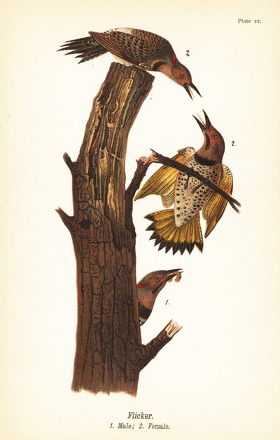 Nordlig flimmer, Colaptes auratus af John James (after) Audubon