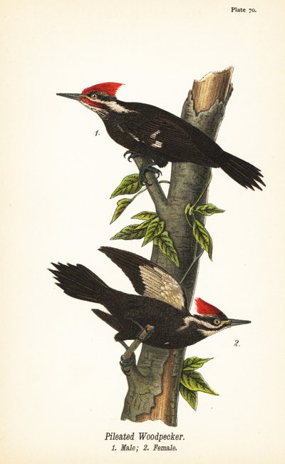 Pælet spætte, Dryocopus pileatus, han 1, hun 2 af John James (after) Audubon