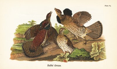 Ruffet rype, Bonasa umbellus af John James (after) Audubon