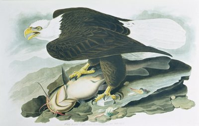 The Bald-Headed Eagle fra 