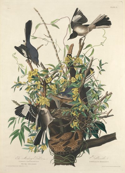 Den spottende fugl af John James (after) Audubon