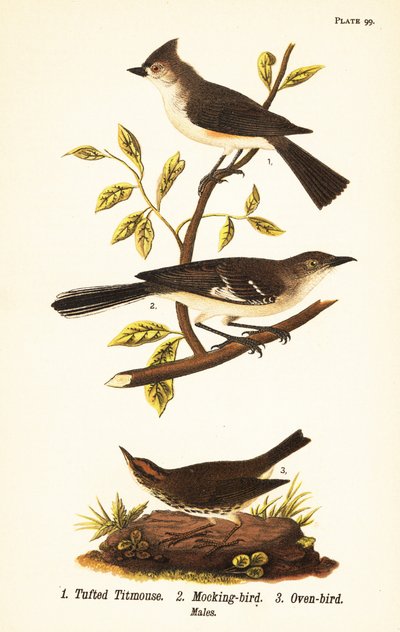 Tuetmejse, Baeolophus bicolor, nordlig spottfugl, Mimus polyglottos og ovnfugl, Seiurus aurocapilla af John James (after) Audubon