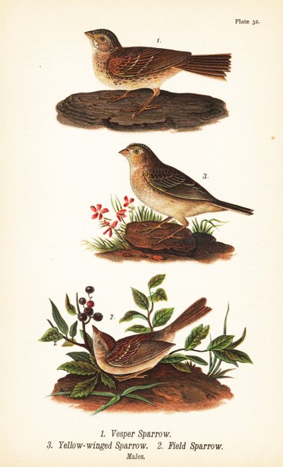 Vesperspurv, Pooecetes gramineus 1, græshoppespurv, Ammodramus savannarum 2 og markspurv, Spizella pusilla 3 af John James (after) Audubon