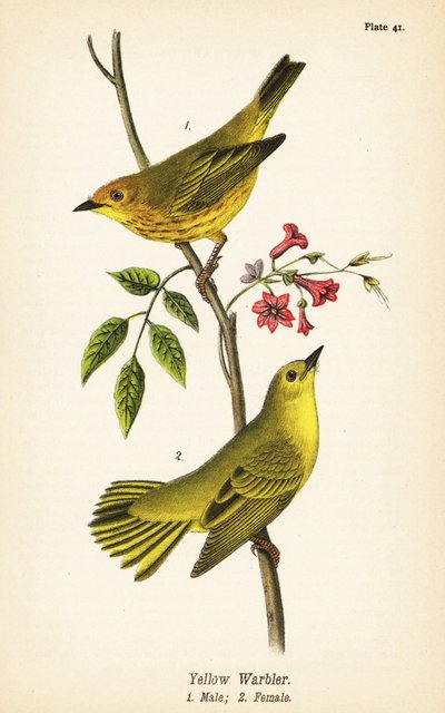 Gulsanger, Setophaga petechia, han 1, hun 2 af John James (after) Audubon