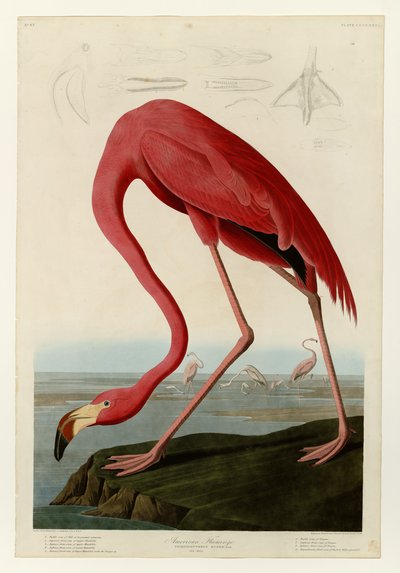 431 Amerikansk flamingo af John James Audubon