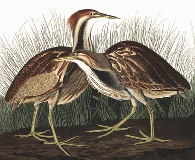 American Bittern, Botaurus Lentiginosus, fra "The Birds of America" af John J. Audubon, pub. 1827-38 af John James Audubon