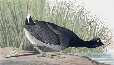 American Coot, Fulica Americana, fra "The Birds of America" af John J. Audubon, pub. 1827-38 af John James Audubon