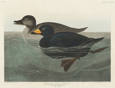 Amerikansk sortand fra *Birds of America* (1827) af John James Audubon
