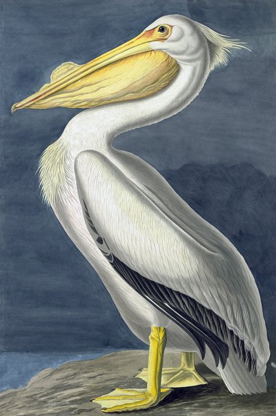 American White Pelican, Pelecanus Erythrorhynchos, fra "The Birds of America" af John J. Audubon, pub. 1827-38 af John James Audubon