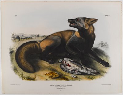 Amerikansk korsræv af John James Audubon
