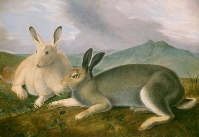 Arctic Hare, ca. 1841. af John James Audubon