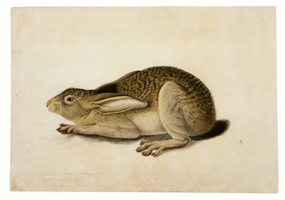 Sorthalet hare af John James Audubon