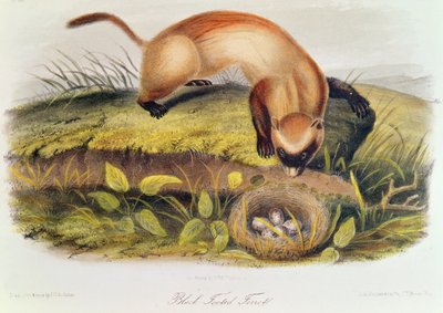 Sortfodet ilder fra Quadrupeds of North America (1842-5) af John James Audubon