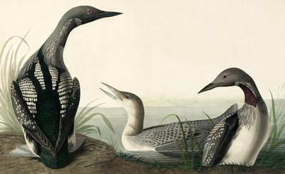Black-throated Diver, Colymbus Arcticus, fra "The Birds of America" af John J. Audubon, pub. 1827-38 af John James Audubon