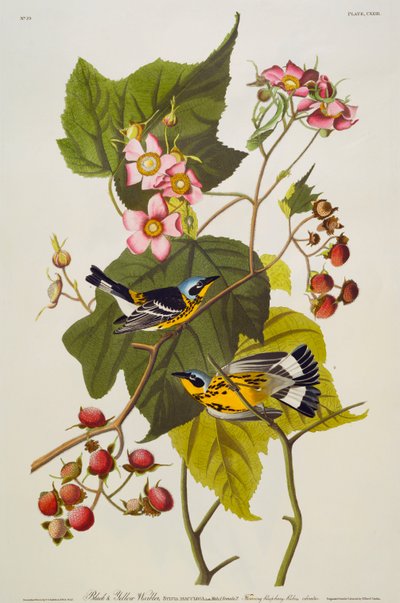 Sort og gul sangsanger. Magnoliasanger af John James Audubon