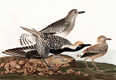 Black Bellied Plover, Charadrius Helveticus, fra "The Birds of America" af John J. Audubon, pub. 1827-38 af John James Audubon