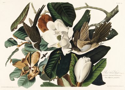 Sortnæbbet gøg fra *Birds of America* (1827) af John James Audubon
